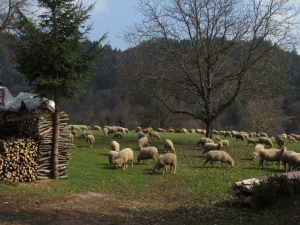 Sheep without borders