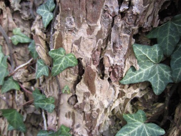 Interesting Ivy and Bark Textures